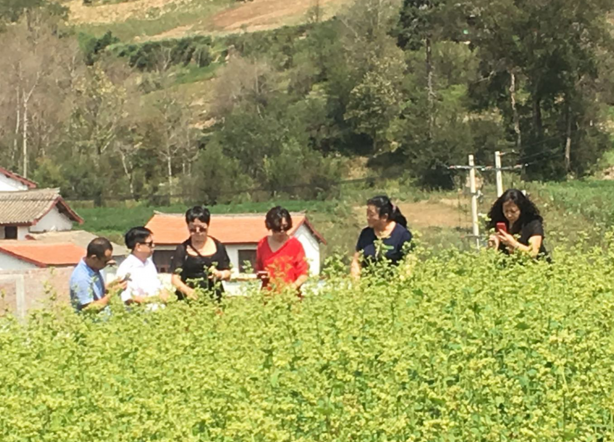 孙小燕同专家一起研究制定绿色食品种植基地方案